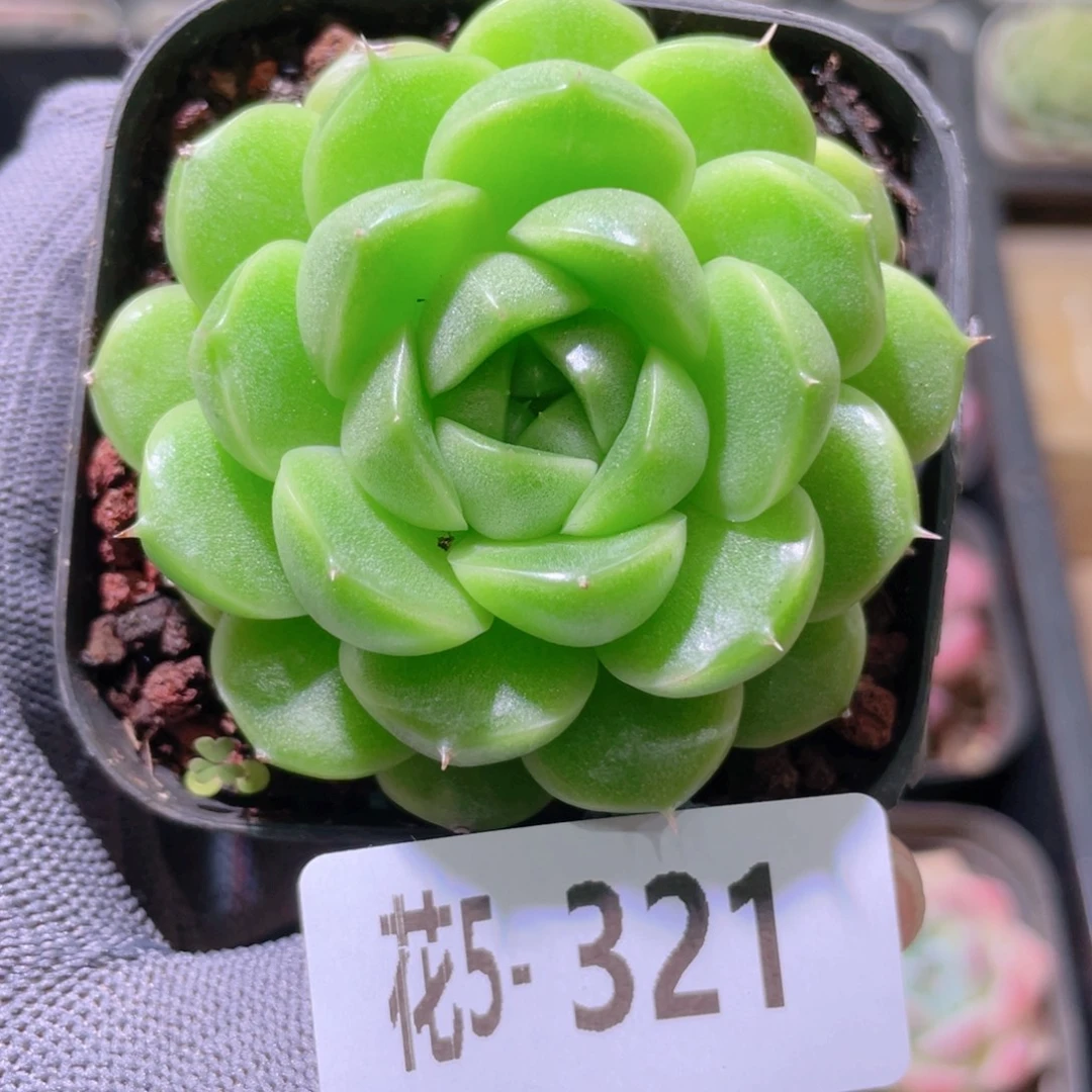花利美5-321海王