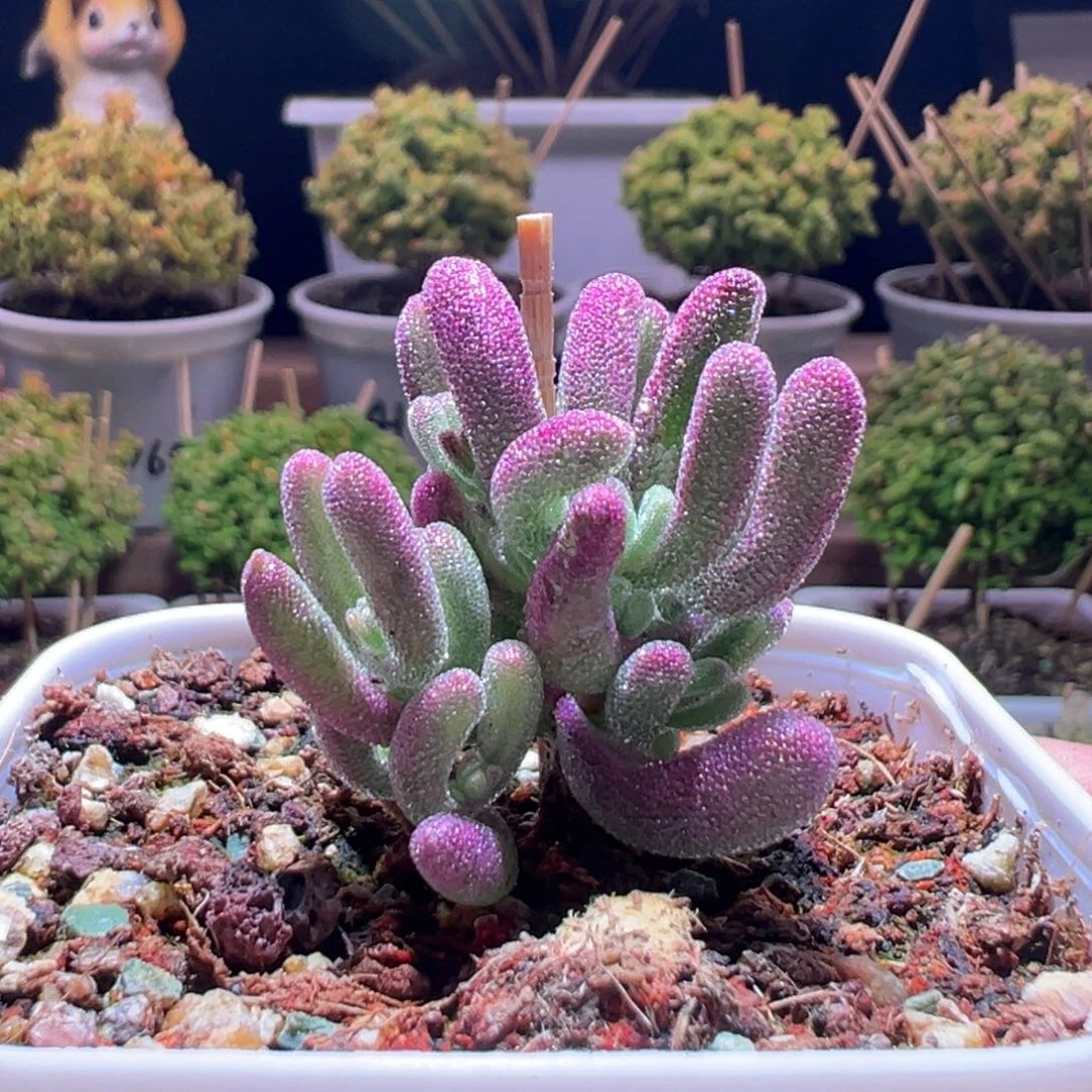488紫闪光一物一拍带盆土发货