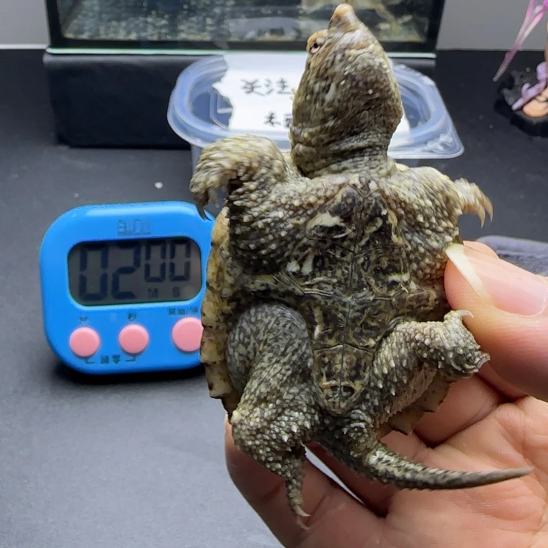 不***登宠物龟公母搭配人工养殖宠物龟