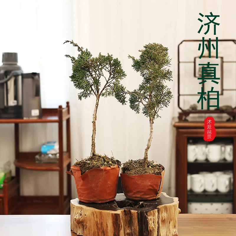 高杆济州真柏附石附木盆景素材耐寒绿植庭院观赏植物耐寒盆栽老桩