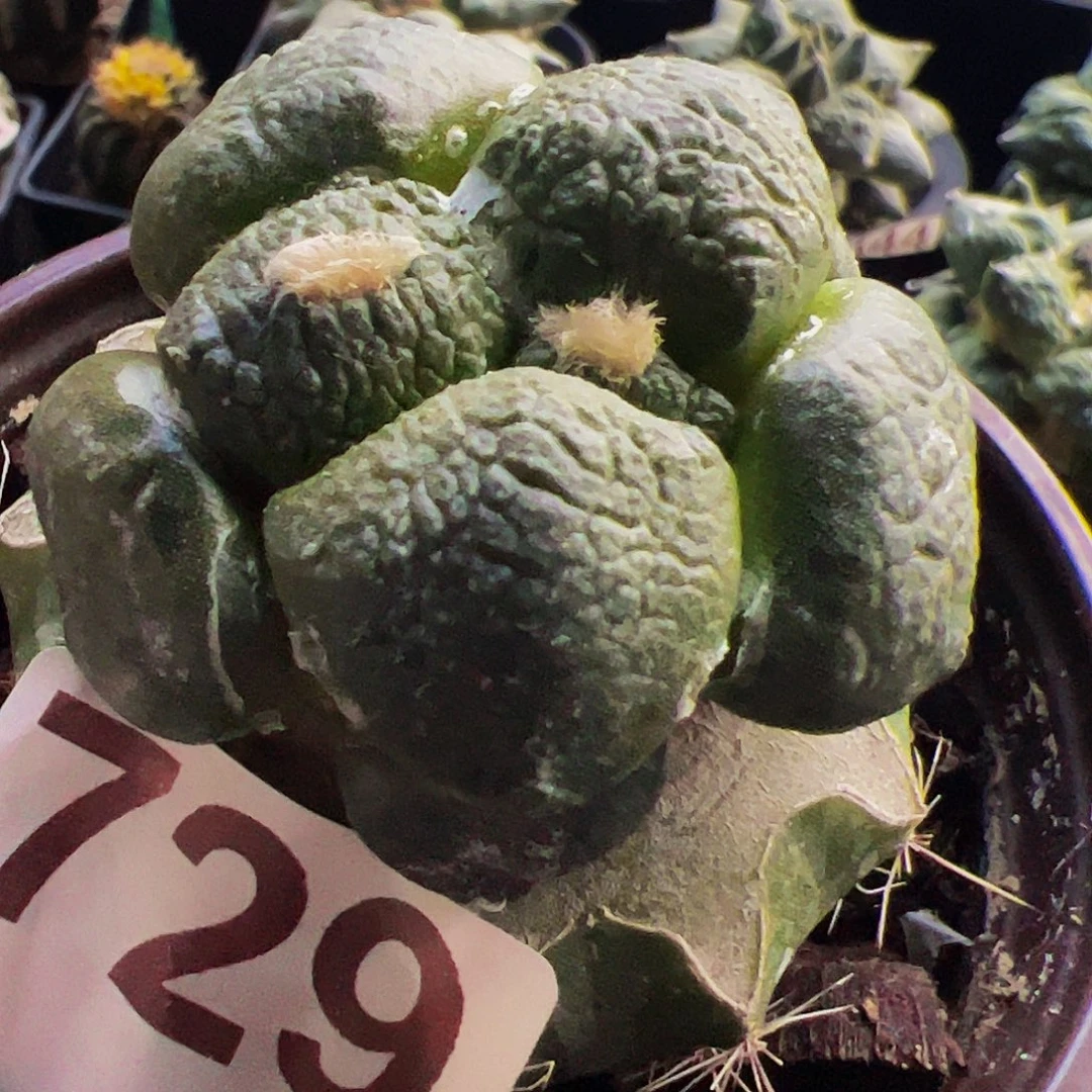 无花朵福利大尤光面连山牡丹729