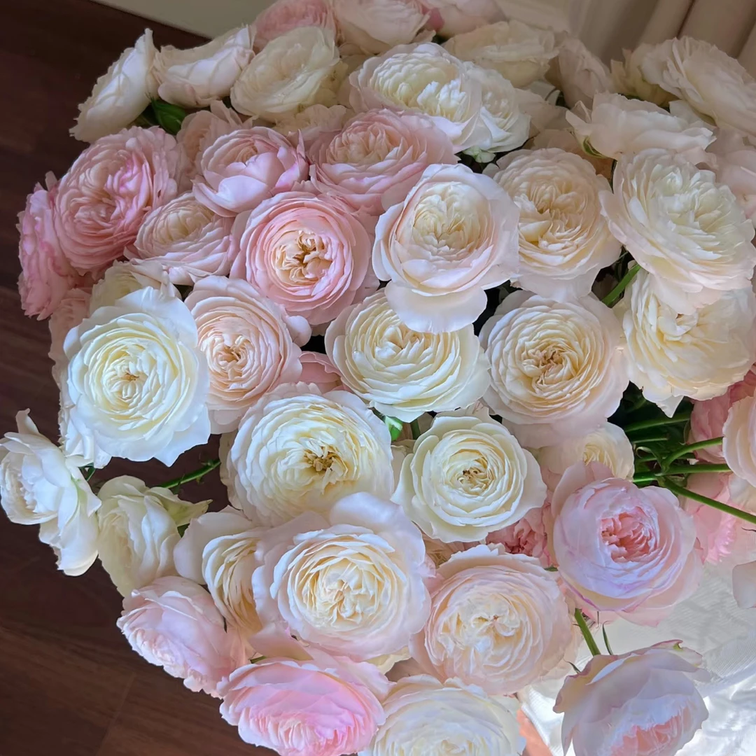 （多头玫瑰）花物语凯拉10支！三件顺丰空运20%不售后