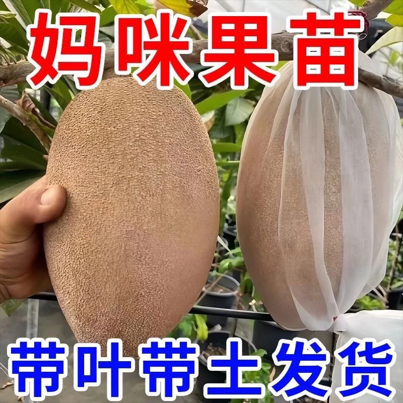 新品种嫁接马加纳妈咪果树苗适合南北方盆栽庭院种植果苗当年结果