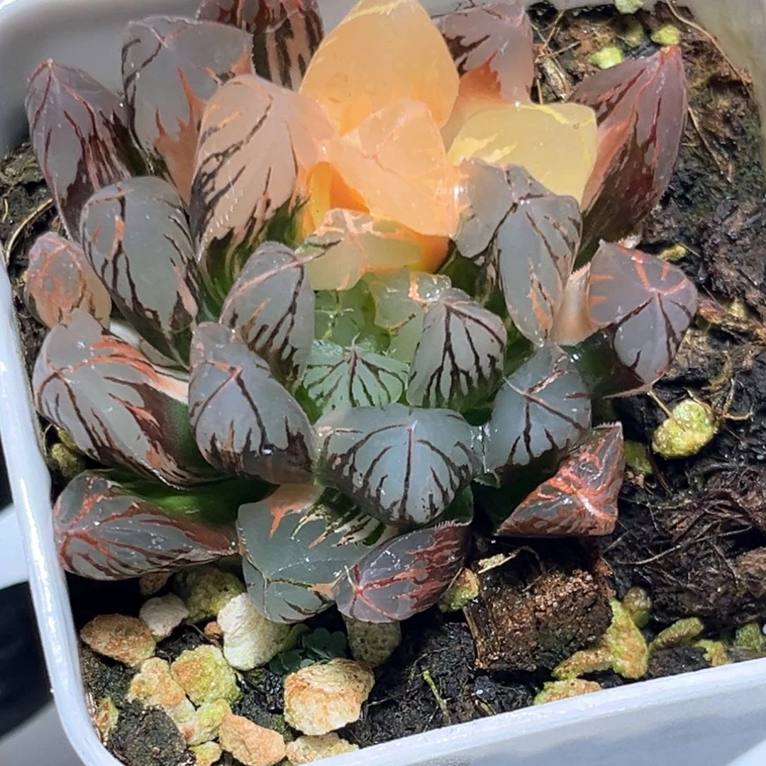 恭喜发财大吉大利1093