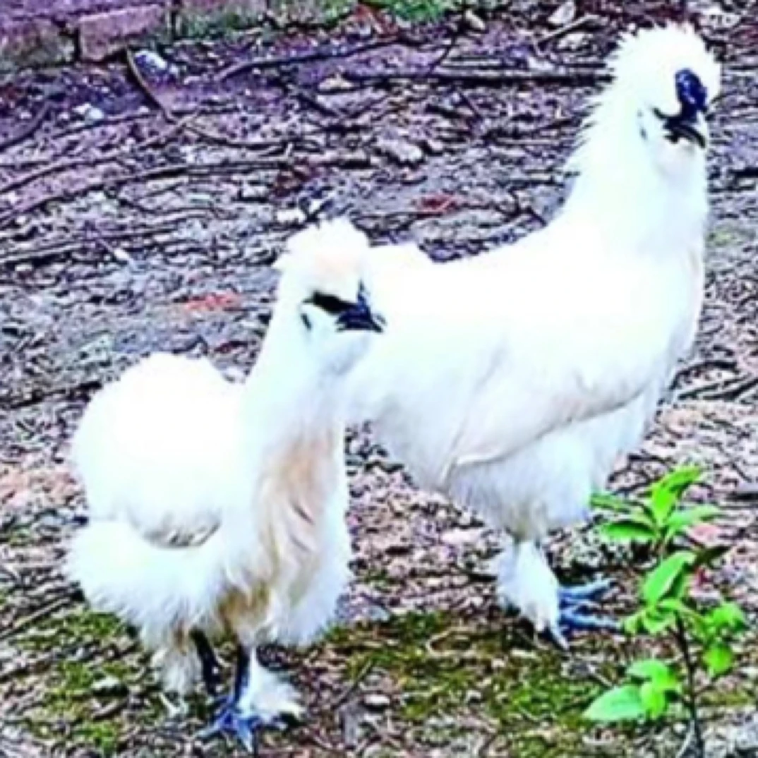 纯种正宗2只装成年泰和乌乌鸡1宠物鸡包邮到家（