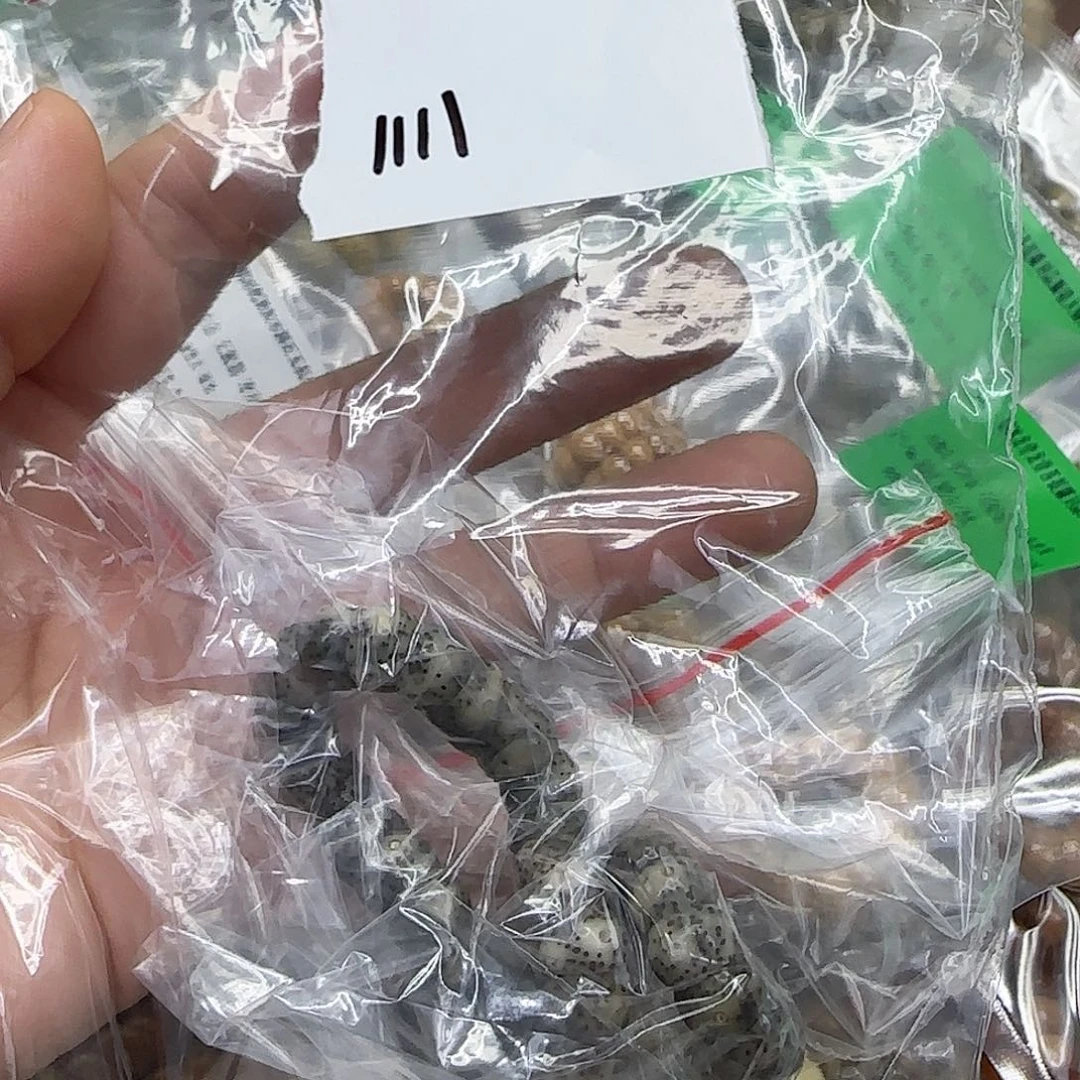 l***l手串星月菩提350荣耀绿幽灵星月菩提9蒜瓣大肠单圈