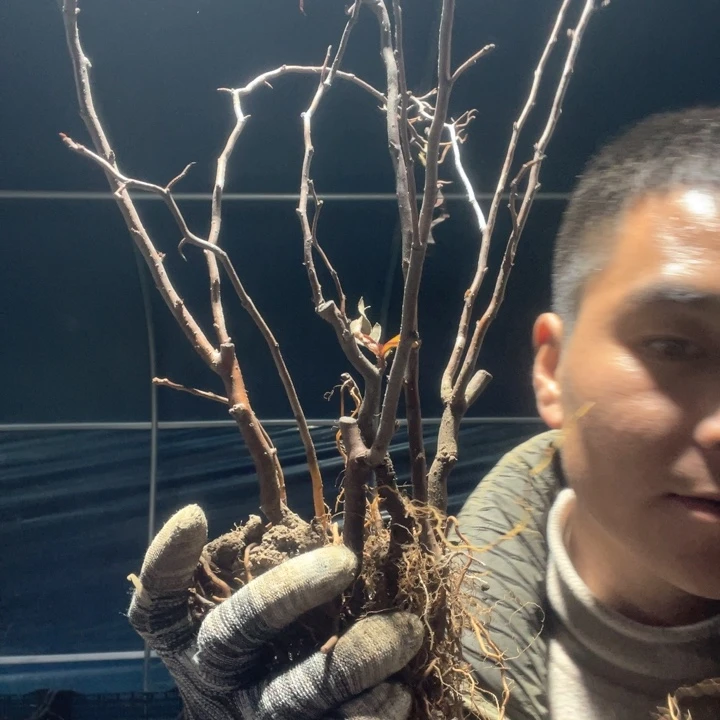 原生复色雲竜海棠花一颗