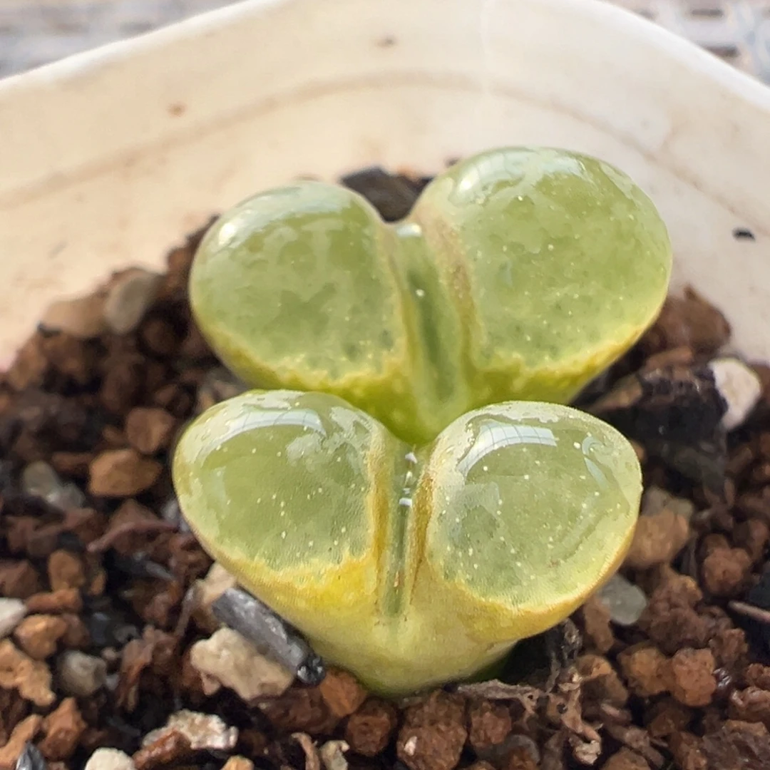 芭比粉极窗多肉百科