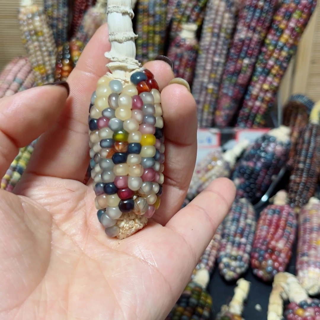 小****直播间七彩文玩玉米链接