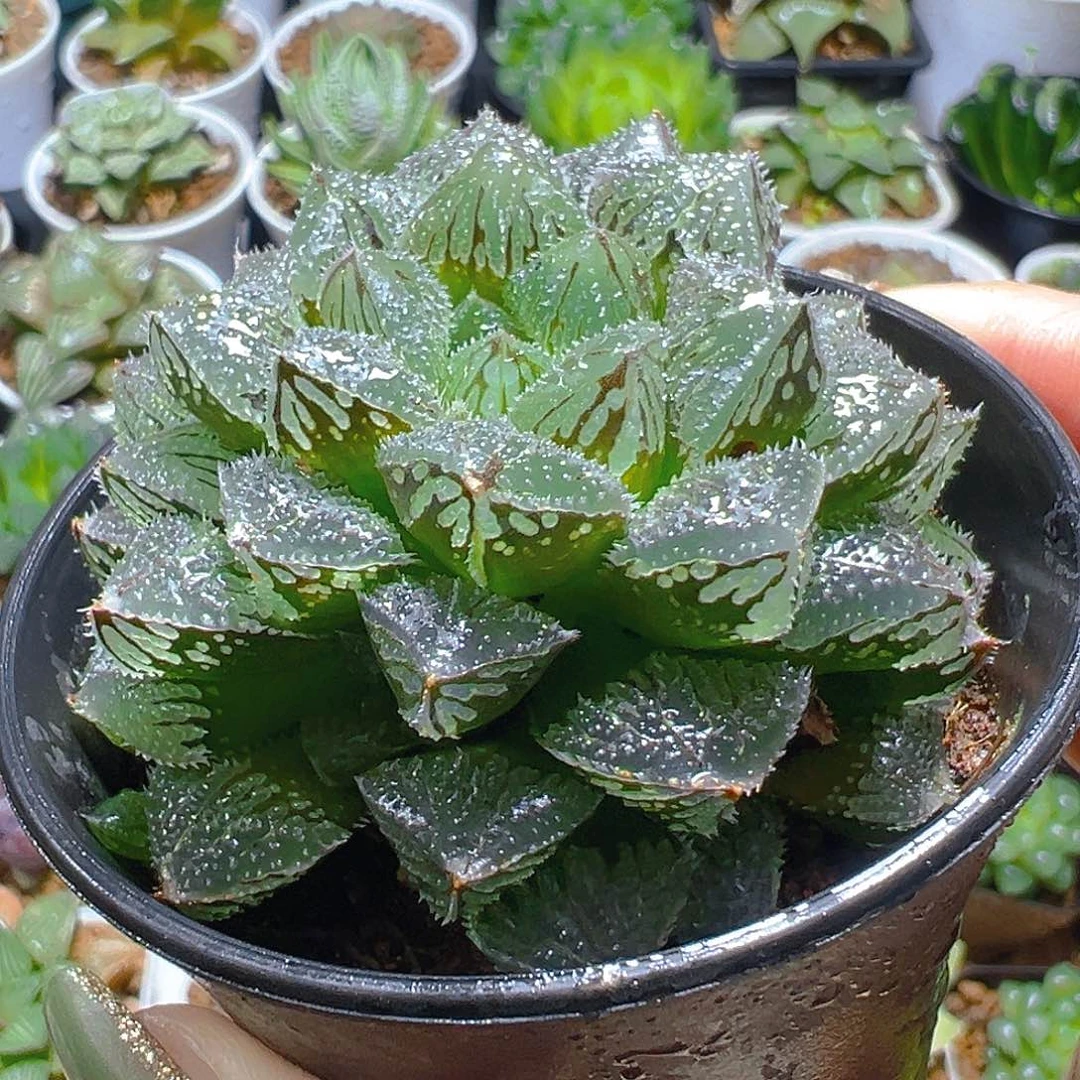 魔刺寿多肉多肉多肉多肉