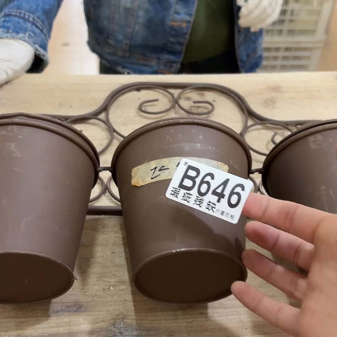 核桃木/黑胡桃（胡桃木）