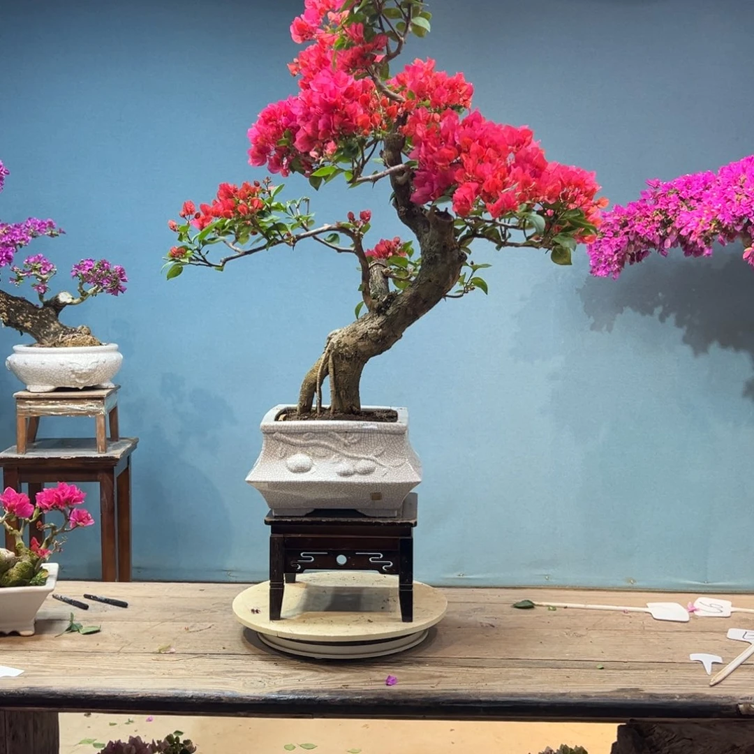 小****无花朵同安红三角梅盆景