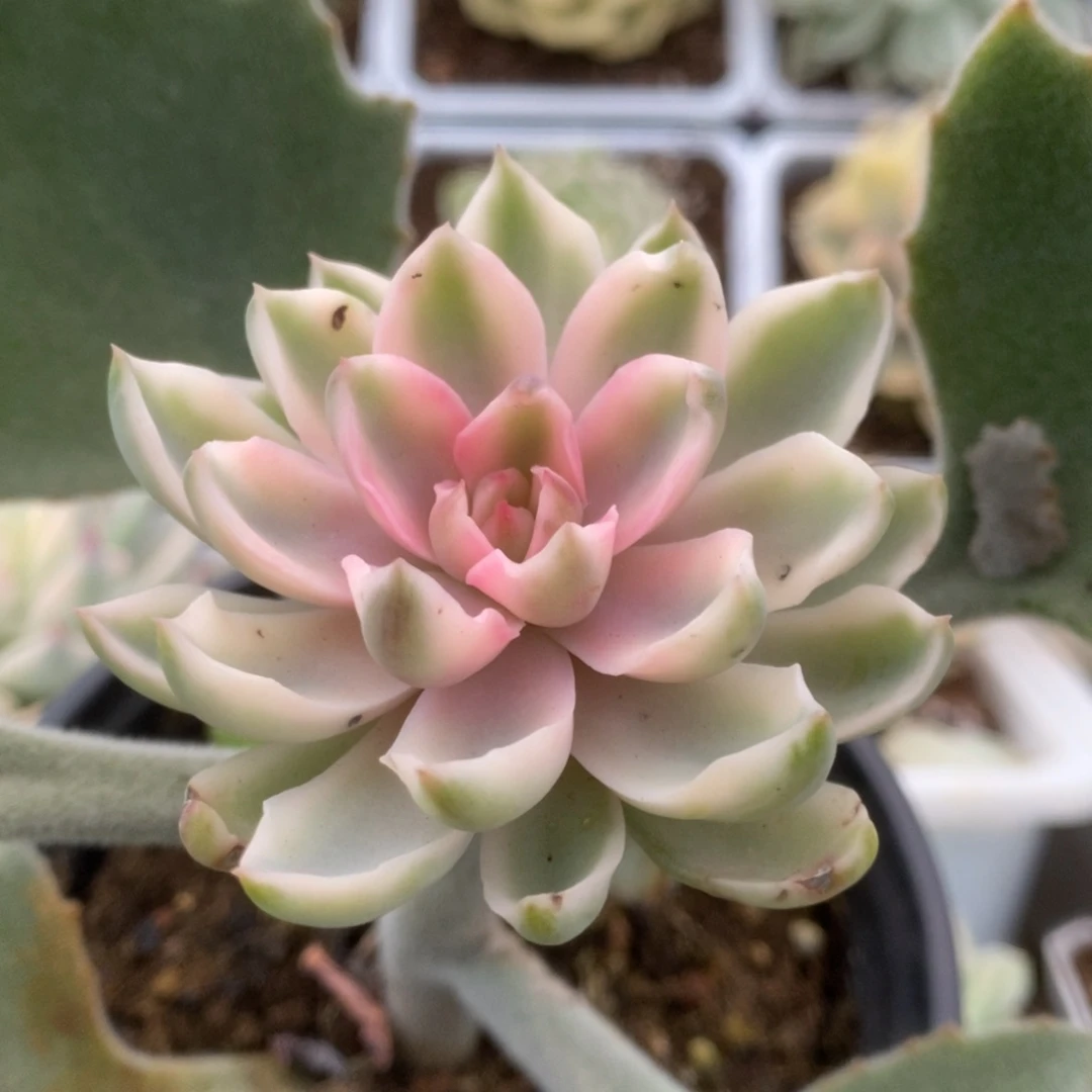 539琼斯锦锦锦锦锦锦锦