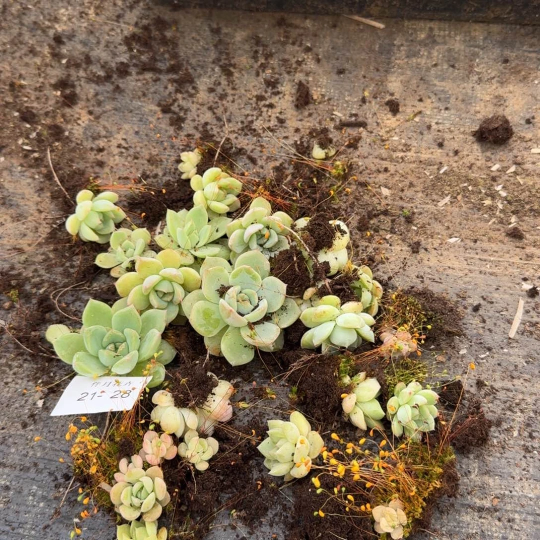 珍妮一物一拍21-28