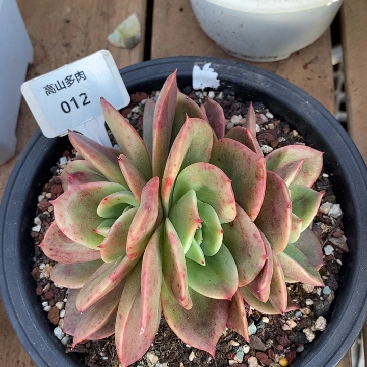 D012- 直播福利 翠鸟缀化