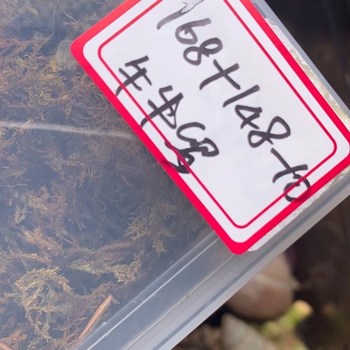 牛牛专拍奔跑的寄居蟹