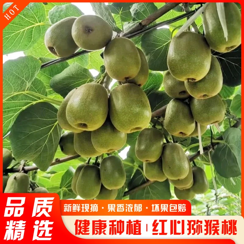 【红心猕猴桃】实惠装应季鲜果孕妇果3斤5斤10斤装