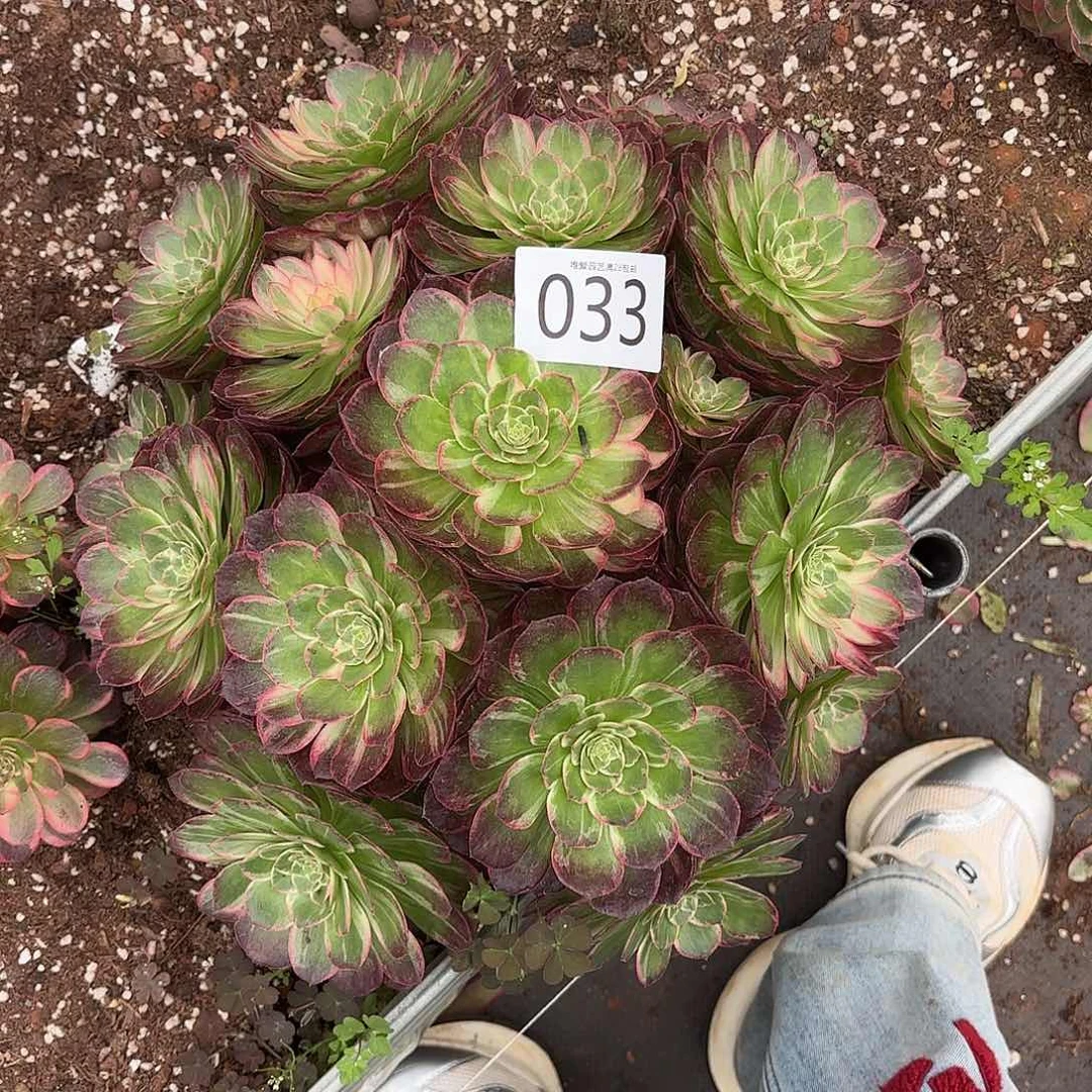 多肉植物福利033