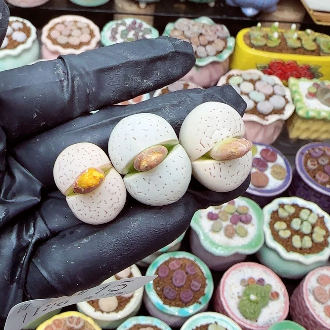 生石花满18包邮1126-15