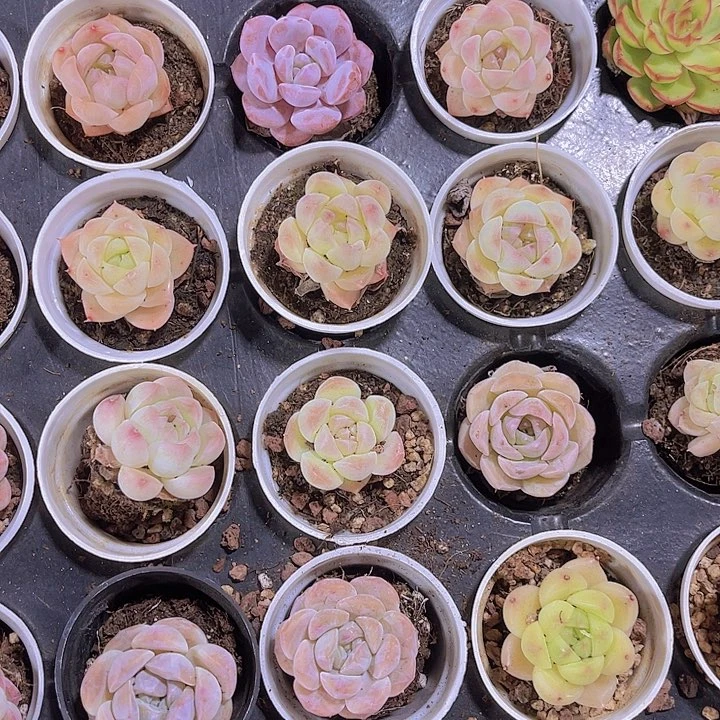 精品珍妮杂交多肉植物