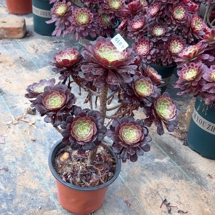 沐*819红铜壶中多肉多肉多肉