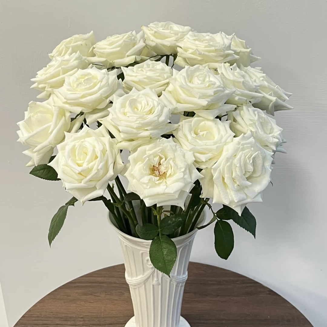 骄傲玫瑰10枝（一单中通不售后两单空运包售后）