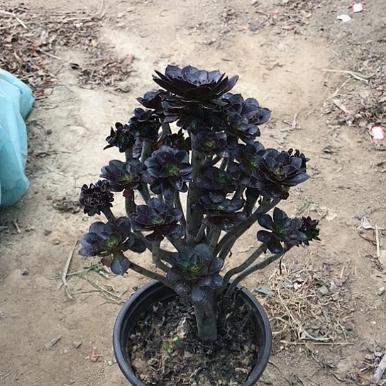 春***0黑豆小朵朵多肉植物16