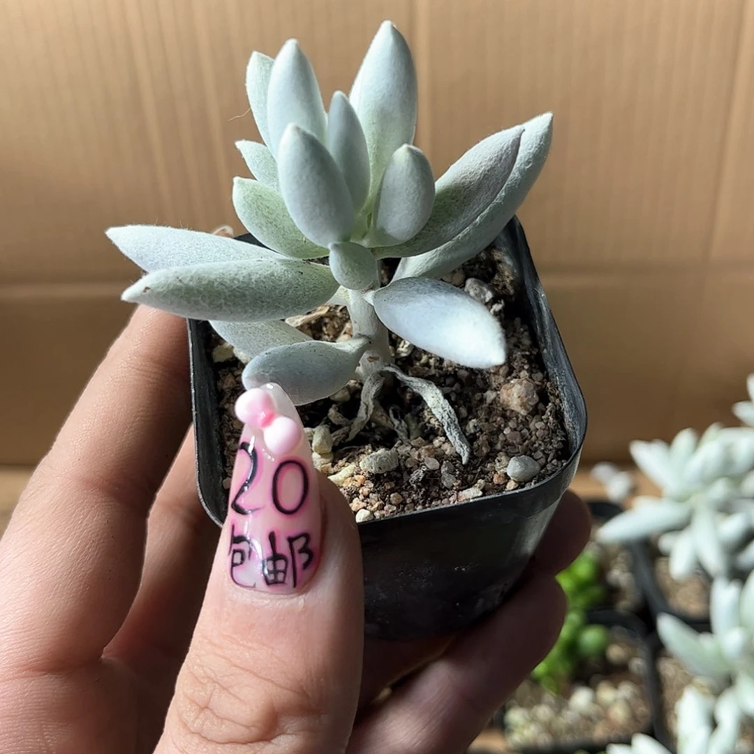 单头银月单头发货有根发货