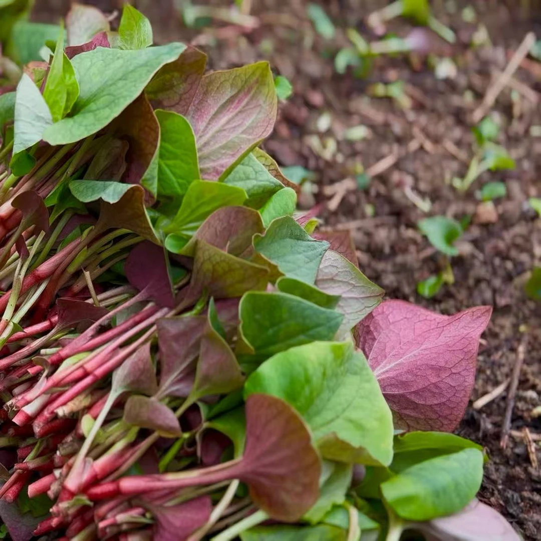 四川特产新鲜鱼腥草嫩叶子可凉拌的美味蔬菜蕺菜狗心草狗点耳