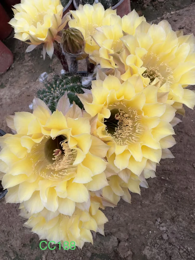 彩草仙人球（一物一拍）CC188侧芽，6公分左右