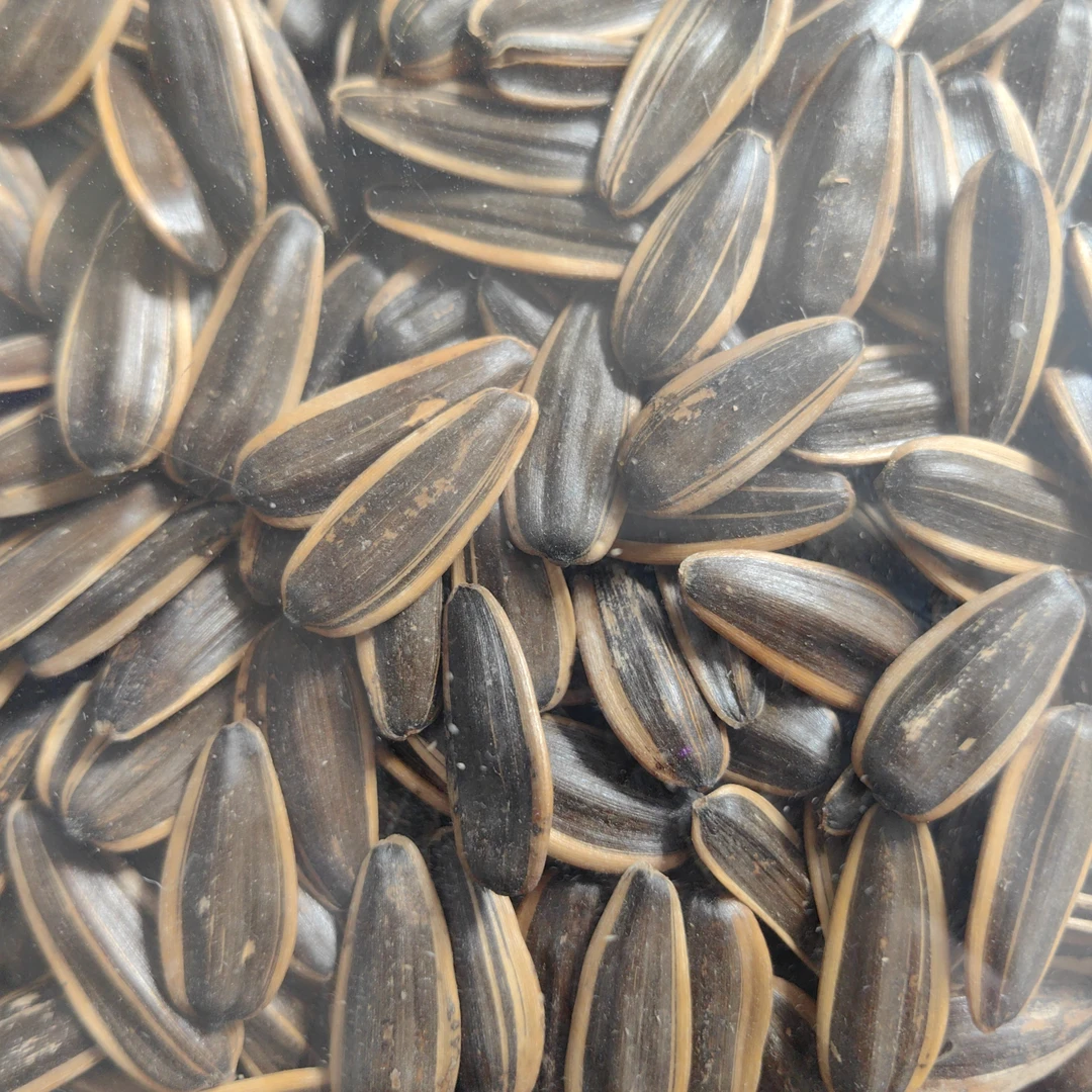 新货大颗粒焦糖瓜子酥脆可口追剧必备葵花籽炒货零食