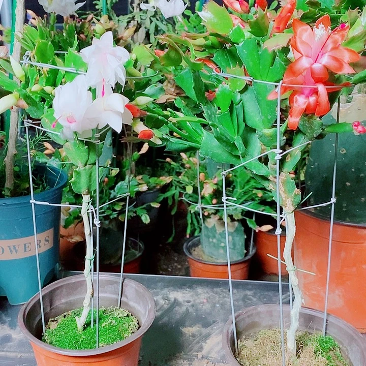 晗***无花朵仙人掌嫁接两棵福利