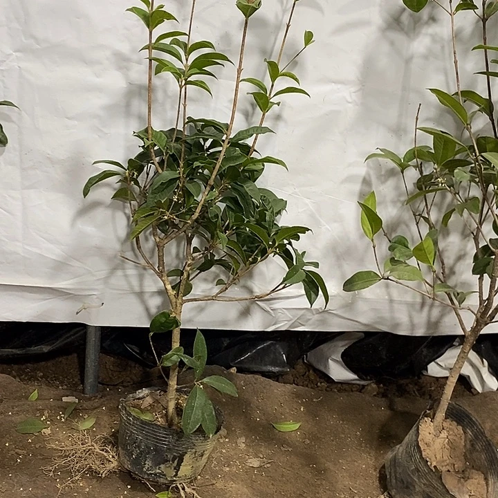 完全开放四季桂花一物一拍