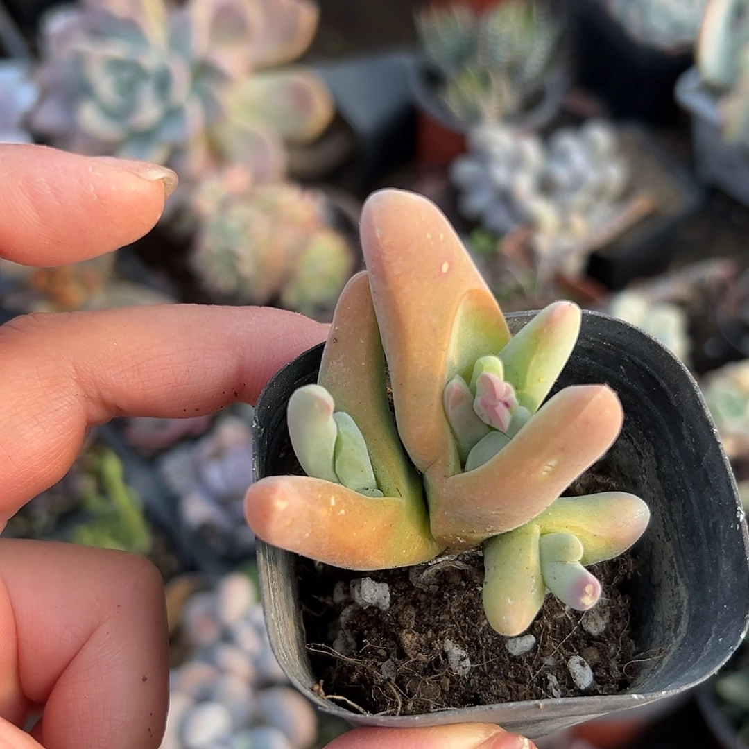 多肉植物大白鲨开花