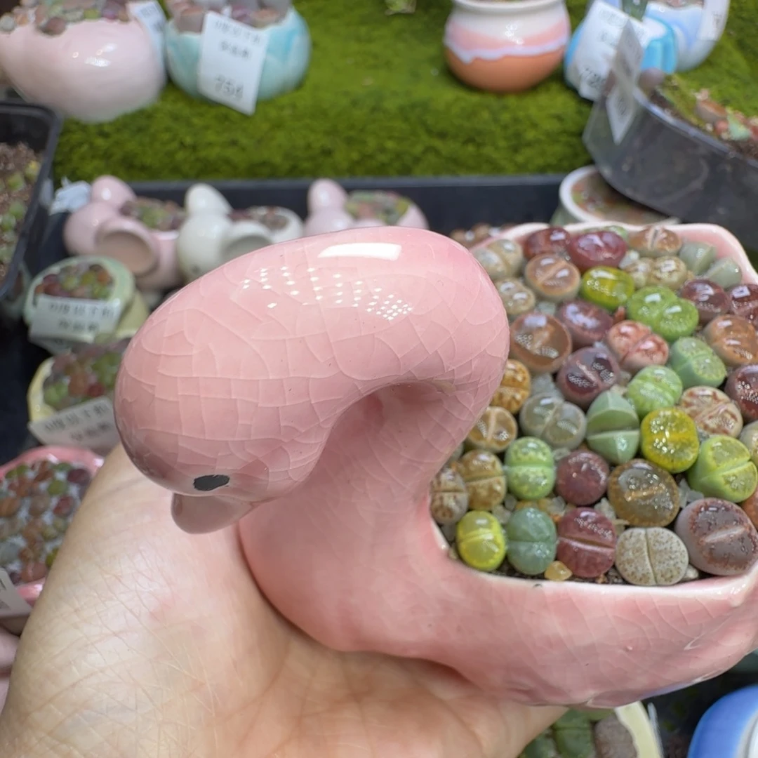多肉植物福利冲814