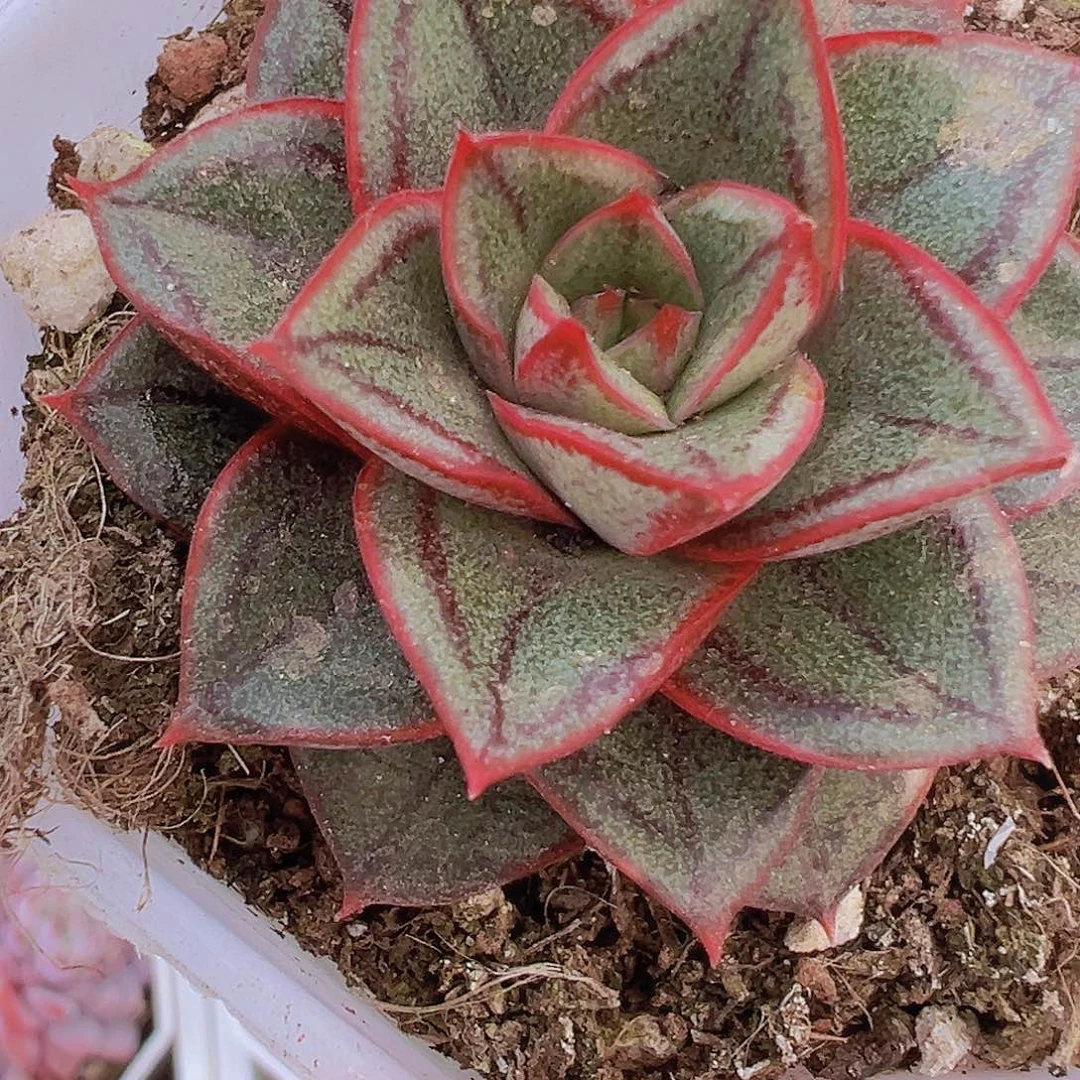 麒麟座19包邮多肉植物