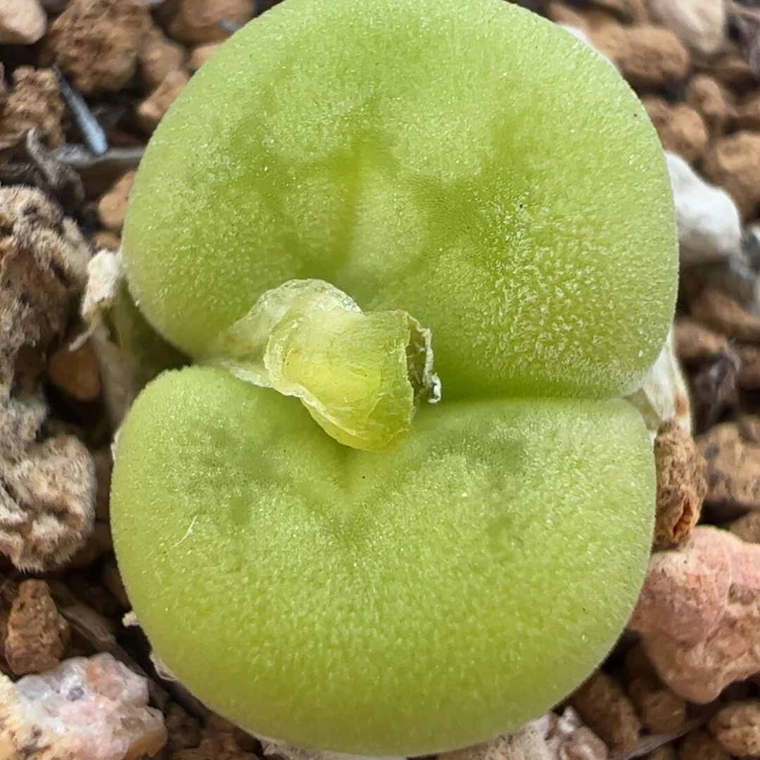 粉唇空卡佛多肉植物百科