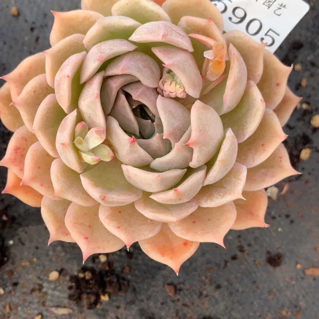 5905杂交多肉老桩