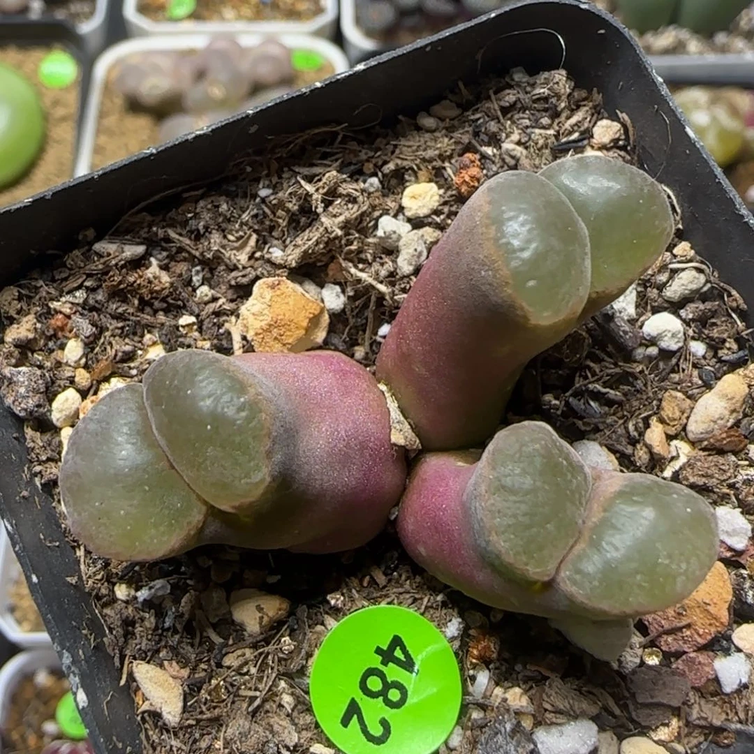 漂漂亮亮多肉植物482