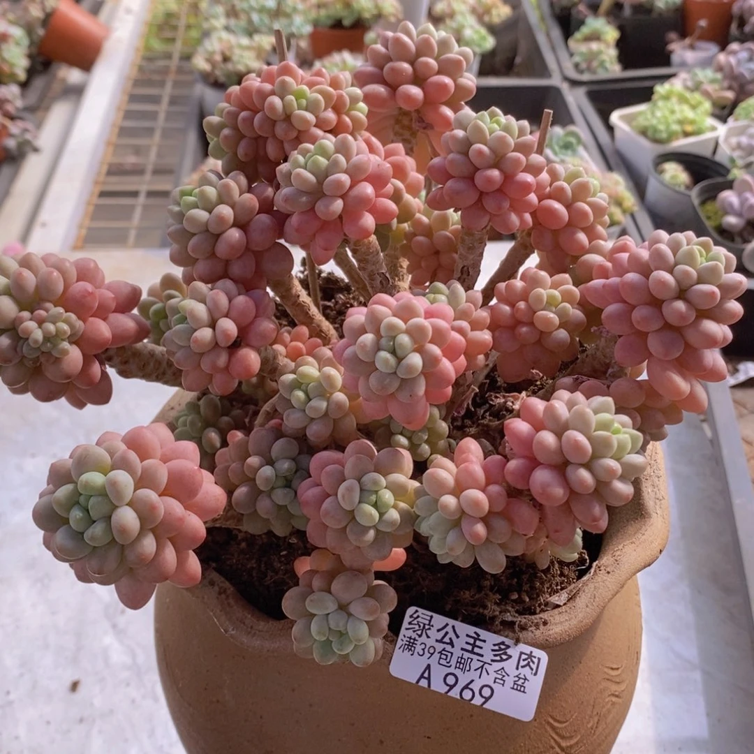 鱼子酱老桩20cm969多肉植物