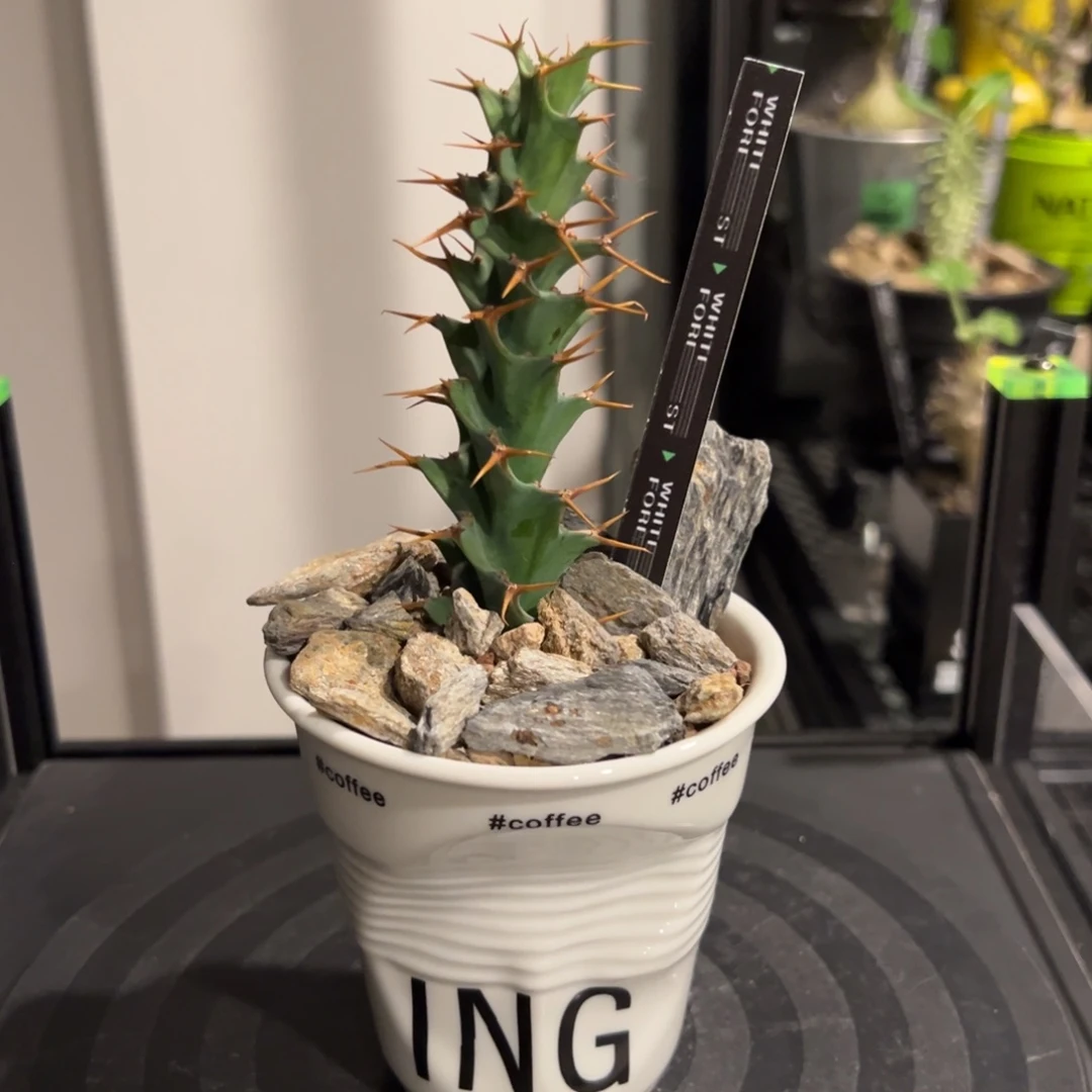 旋转麒麟一物一拍带盆土