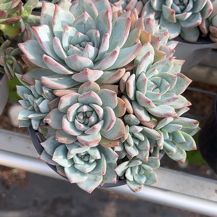粉蓝鸟群生多肉植物精品