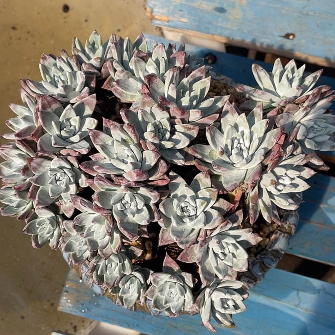 【闪购商品】韩版白雪花朵脸