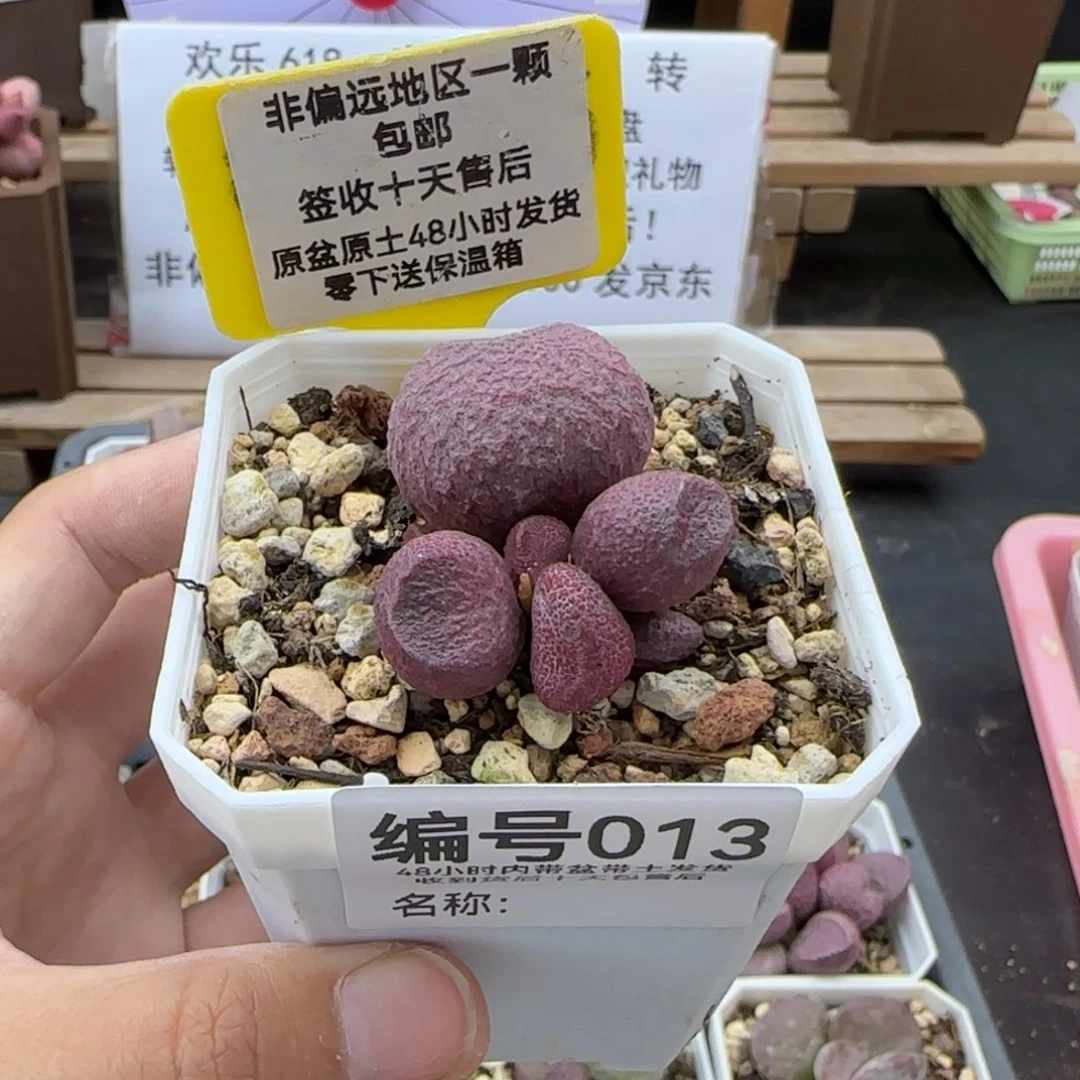 013红烧肉多肉植物