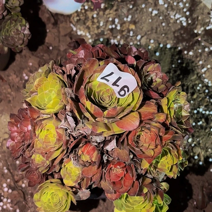 917花月夜多肉植物不售后