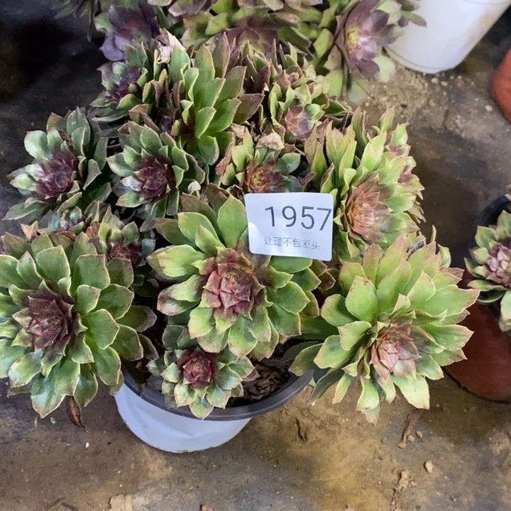 红丝绒多肉断头不包1957