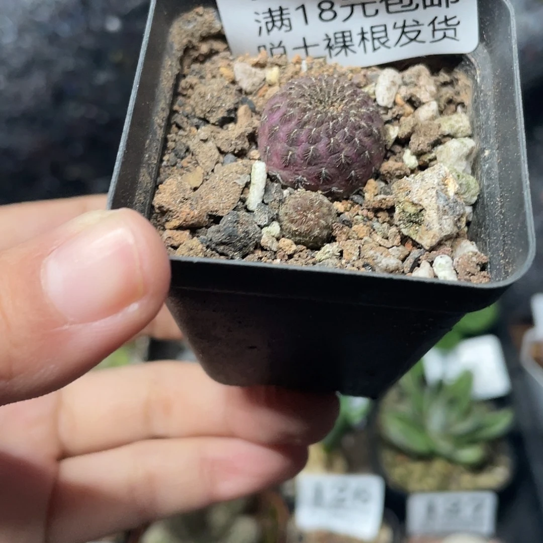 164红丽丸（满18元包邮）