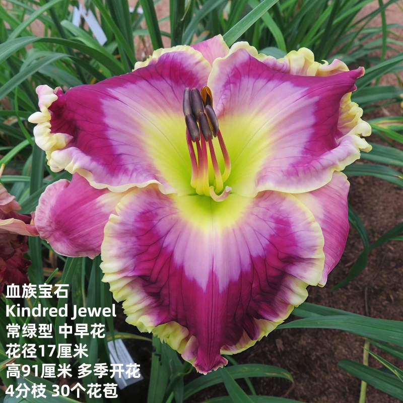 进口大花萱草盆栽种苗血族宝石