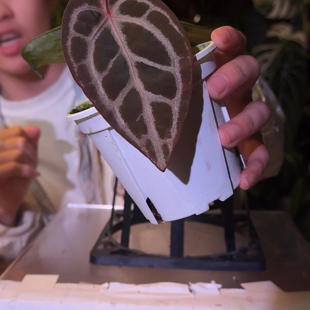 不开花植物W49红钻石杂黑水晶