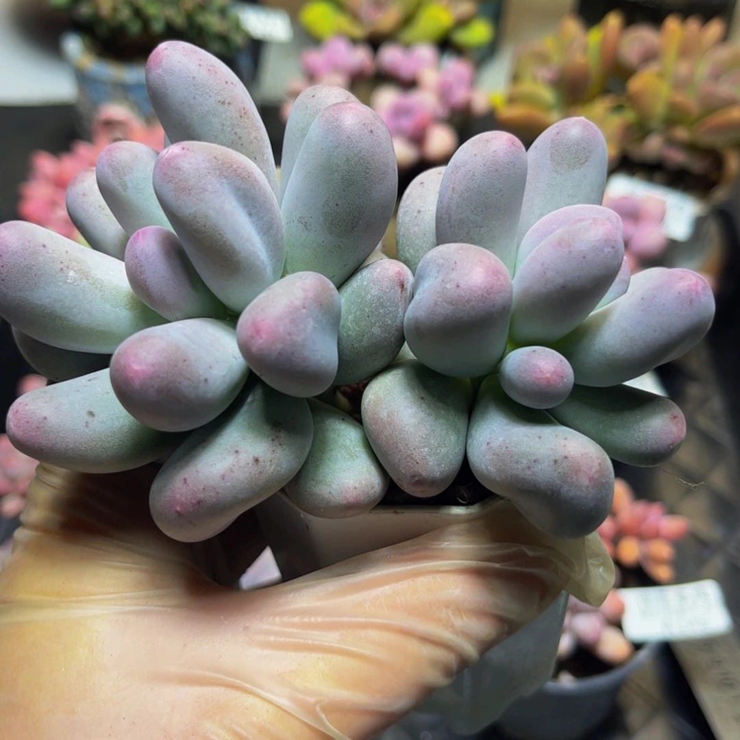 130米可奶酪10厘米多肉